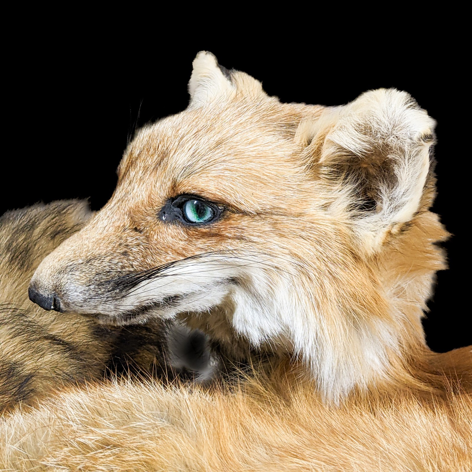 Red Fox Mount Taxidermy Oddity Curiosity Display Collectible specimen decor gift
