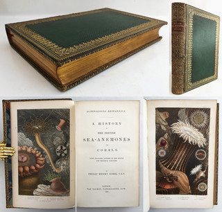1860 FIRST ED. Gosse BRITISH SEA ANEMONES & CORALS Species History 12 PLATES