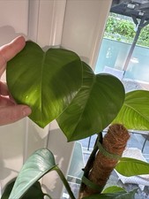 Golden Pothos Plant Epipremnum Aureum