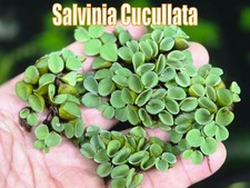 Salvinia Cucullata- Live Aquatic Plants -Floating pond shrimp fish tank plants