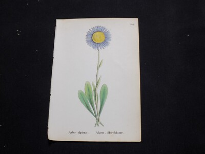 1867 Antique ALPINE FLOWER Print  / BLUE ALPINE DAISY, or, ASTER ALPINUS