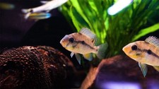 Heterochromis Multidens Congo African Cichlid Live Fish 1.5 Inch Rare
