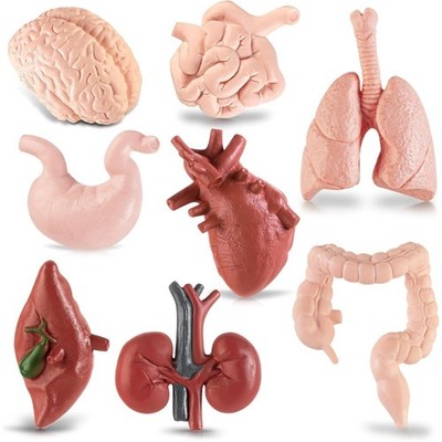 3D Human Body Anatomy Model for 8PCS Removable Parts Educational Learning
