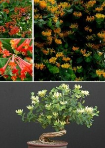 Bonsai Stecklinge Lonicera Seed Ebay