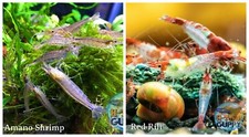  COMBO 10 1 Amano  10 1 Red Rili Freshwater Neocaridina Aquarium Shrimp