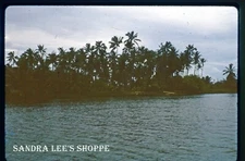 Kodak 35mm Film Slide 1966 Palm Trees Along The Wailua River Kauai Hawaii #473