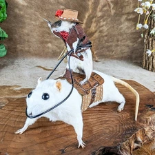 Cowboy Mouse Riding Rat Cute Real display Taxidermy Oddity Curiosity gift decor