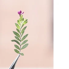 12PCS Real Pressed Dried leaf with Tiny Purple Flower, leaves with stem FSS106