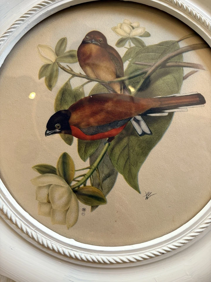 Impresión vintage de John Gould dos pájaros encaramados en rama ovalada marco de madera antiguo Foto 4 de 4