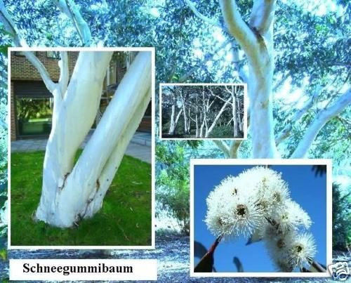 Snow Rubber Garden Tree Hardy Exotic Flowering Hedges Ornamental Trees - Picture 1 of 2