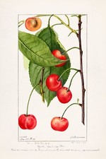13338.Wall Decor Poster.Watercolor art.Room Interior design.Kitchen.Cherries