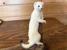 New Weasel On Driftwood Taxidermy. Man Cave Decor 12 By 6