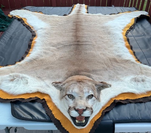 Authentic Mountain Lion Rug 