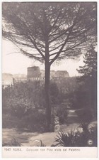 ROME - COLOSSEUM WITH PINE SEEN FROM THE PALATINE -37654-
