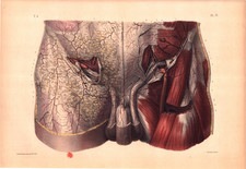 1841 Bourgery Jacob Groin Anatomy Lithograph-Planche 26 – Vascular Muscles-Rare