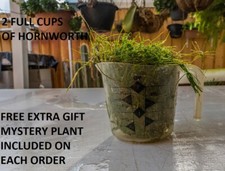 2 Cup Of Hornwort Ceratophyllum demersum For Outdoor Ponds Aquariums tanks
