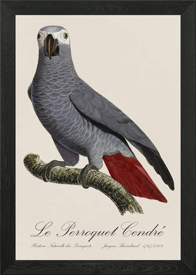 African Grey Parrot / Le Perroquet  Framed Wall Art Poster Canvas Print Picture