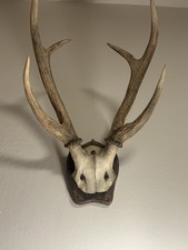 Palco Di Cervo / Corna Di Cervo