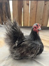 Serama Hatching Eggs from Show Stock NPIP 6 