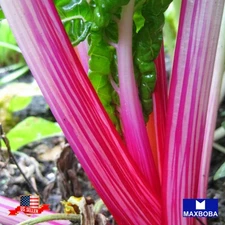 300 Swiss Chard Seeds Pink Lipstick Non-GMO Heirloom BOGO 50% OFF