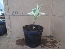 Hydrangea macrophylla 'Mariesii variegata' in 1.5 ltr pot