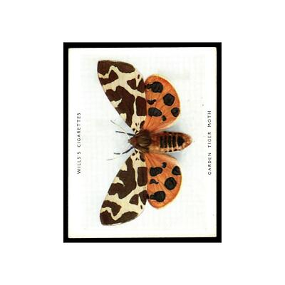 cigarette moth Garden Tiger Moth 1938 Wills Cigarettes Butterflies Moths Large #26 VG cigarette moth Garden Tiger Moth 1938 Wills Cigarettes Butterflies Moths Large #26 VG