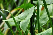 Sagittaria latifolia (Duck potato) - Marginal Pond Plants - MP102
