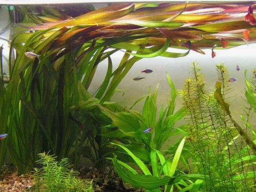 vallisneria gigantea 3 pieds plante aquarium facile PLANTE AQUARIUM BASSIN - Photo 1/1
