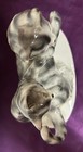 Adorable Carl Scheideg Germany Porcelain Kittens — photo 3