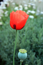 1000+  Poppy Seeds --- Double Shirley -- Red  --------------------- FRESH