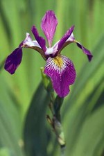 Iris Versicolor Kermesina - Marginal Pond Plants - MP063