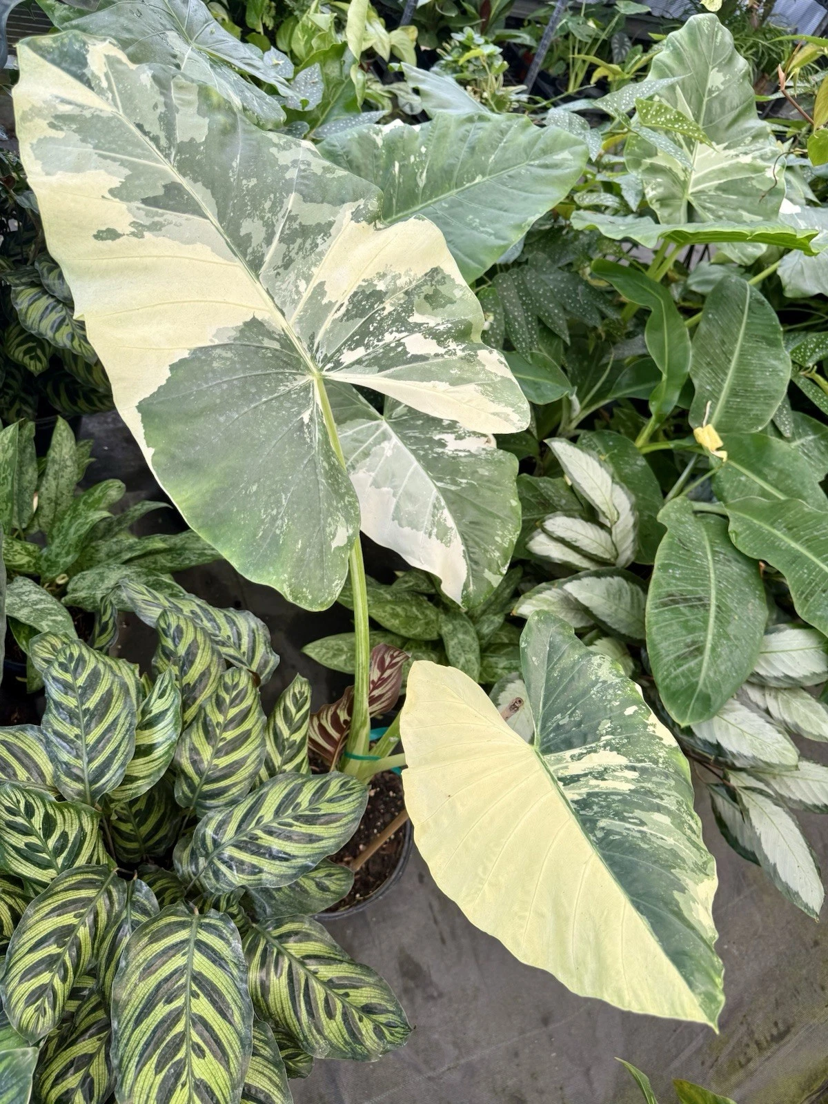 alocasia macrorrhiza variegated