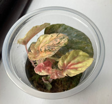 Peperomia Caperata 'Pink Lady' - very rare variegated houseplant