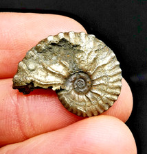 Fossile d'ammonite en pyrite - B9