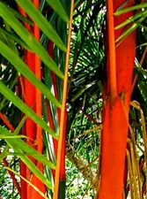 5-RED SEALING WAX PALM SEEDLINGS (Cyrtostachys renda)