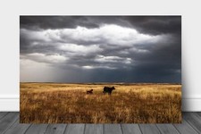 Cow Metal Print: Oklahoma Calf Cattle Stormy Sky Ranch Prairie Western Wall Art