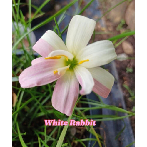 1 bulb AUTHENTIC Rain Lily Zephyranthes 70-150mm size (130 varieties) - Picture 35 of 43