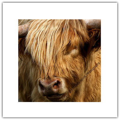 Highland Kuh Tier Bauernhof Shaggy - Grußkarte Geburtstag / Notizblatt - Natur