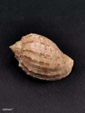 Rare, harpa crenata harpidae 58.6mm. Data Collectors beach #11721