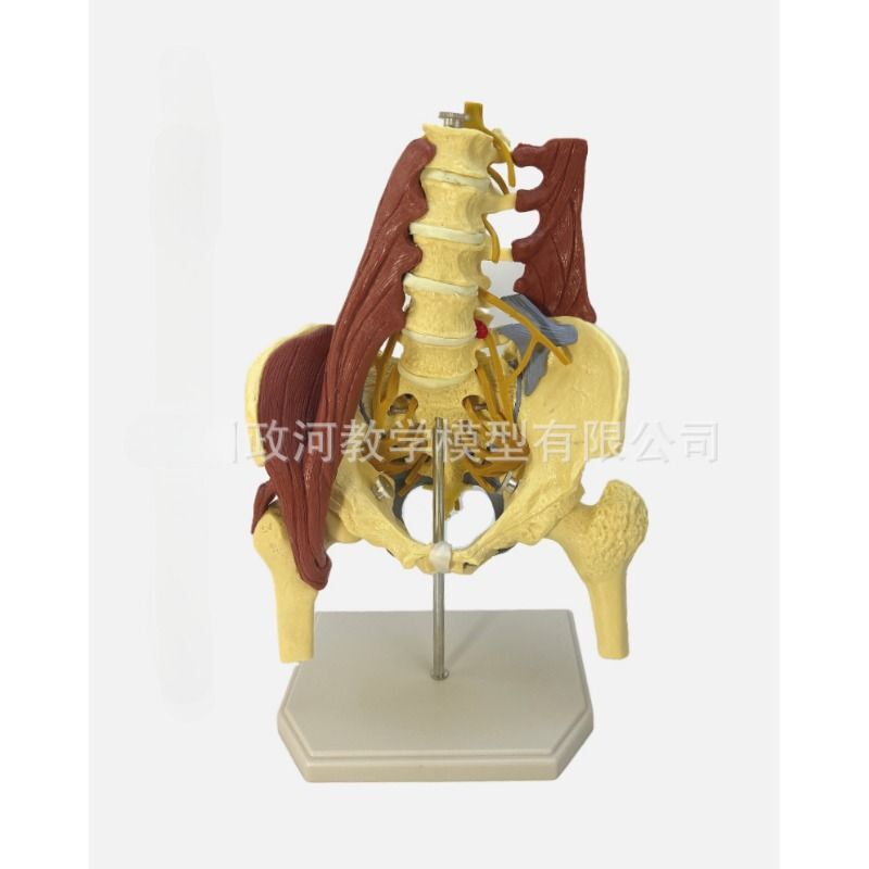 Anatomy Lumbar Vital Muscles Part 11 Pelvic Vertebrae Spine Skeleton Model Disc Falak Tayyeb