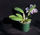 BLOOMING Orchid plant: Lc. Hina Murasakino '457', HO select — photo 2