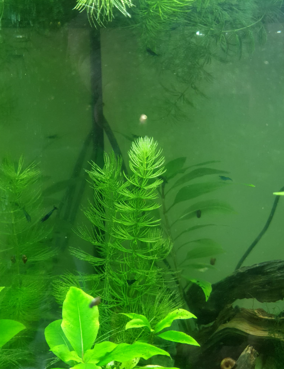 100 Semi Di Ceratophyllum Demersum Per Acquario - Piante Acquatiche Decorative, Facile Coltivazione, Alta Germinazione, Perfetti Per Vasche E Giardini Acquatici - Foto 9