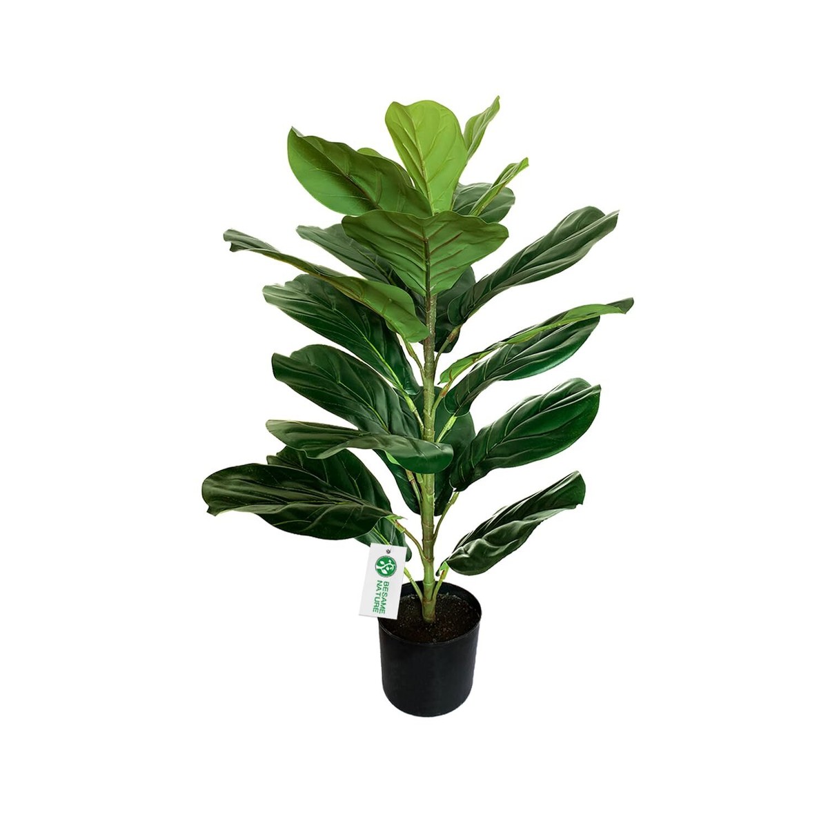 fiddle leaf fig tree for sale Fiddle Leaf Fig Tree | Ficus Lyrata
