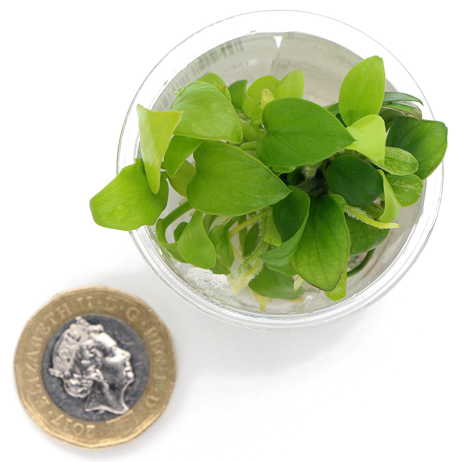 Anubias Nana Golden In Vitro Live Aquarium Plants Tropical K2AQUA