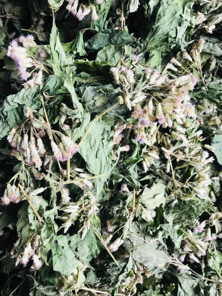 Hierba Sueño Mexicano Calea Zacatechichi Sueño Lúcido Escogido a Mano Hojas Orgánicas Té Foto 2 de 4