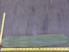 cactus cor cvlance au