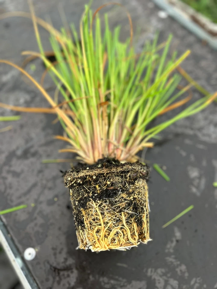 Cortaderia Pampas Grass White 1 Large Bare Root Plant Gardening Border Hardy Pla - Image 4 of 4