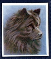 CHOW CHOW - Original 1930s Illustrated Cigare...