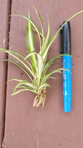 Spider Small Baby Plants x4 Easy Grow Hardy Indoor Outdoor (Chlorophytum Comos) - Picture 4 of 15
