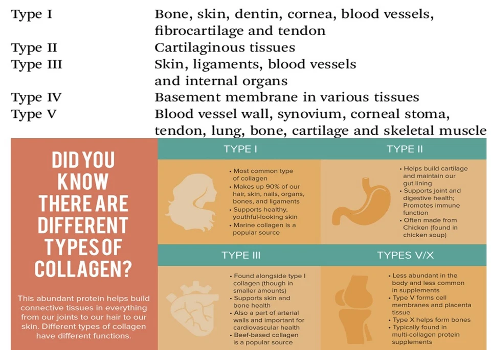 优质胶原肽药 2 包抗衰老类型 I、II、III、V、X 密封 240 — 第 4/4 张图片